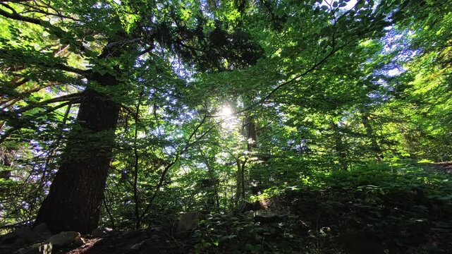 Mountain forest with pine trees woodland forest canopy and conifer forest