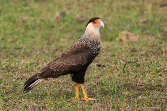 Crested Caracara - Caracara plancus, beautiful large bird of prey native to the forests and woodlands of Americas, Pantanal, Brazil.