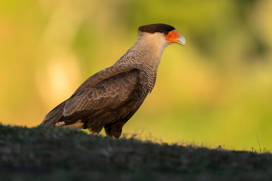 Crested Caracara - Caracara plancus, beautiful large bird of prey native to the forests and woodlands of Americas, Pantanal, Brazil.