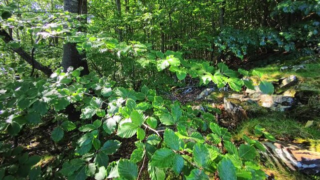 Beech forest leaves moving in wind with woodland trees and forest canopy