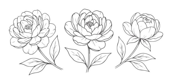 Three delicate line peonies with leaves a white peony flower floral botanical