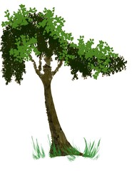 Fototapeta premium tree with green leaves