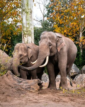 elephant in the zoo