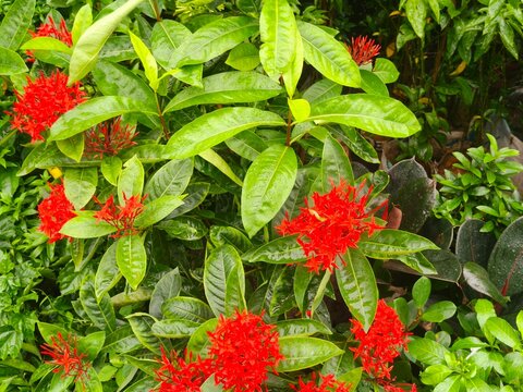 Clusters of bright red ixora flowers with glossy green leaves for decorative element and tropical garden.