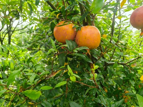 Ripe pomegranates hanging on branch with green leaves after rain with water droplets for healthy eating and organic farm.