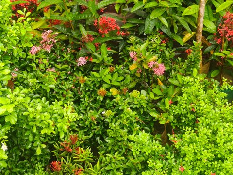Vibrant green bushes adorned with small pink and red ixora flowers, creating a dense, colorful garden landscape background.
