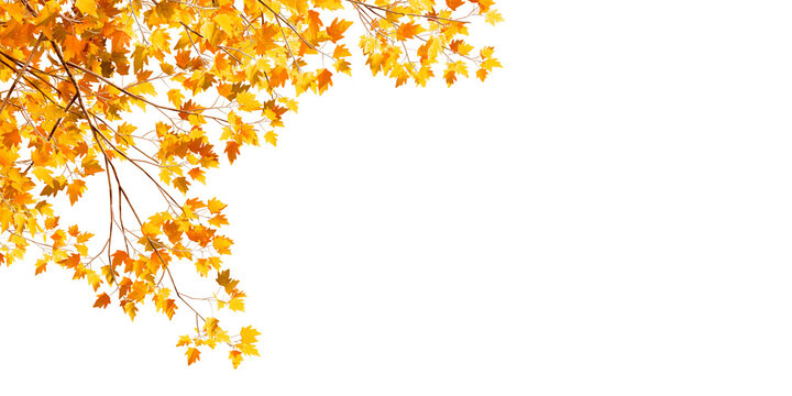 autumn leaves isolated on transparent background