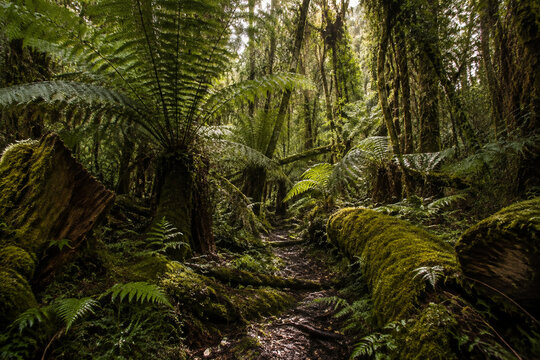 Uncivilized primeval forest floor with ferns and mossy logs