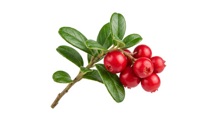 Ripe red cowberry branch with green leaves for natural vitamin products isolated on transparent background. © Isolated_png