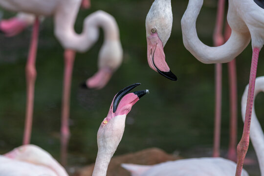 Two flamingos interacting with open beaks during a courtship or territorial display