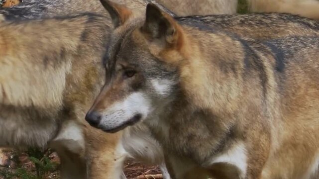 Gray Wolf Pack Walking in Forest