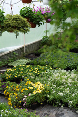 Obraz premium Variety of flowering plants for sale in a greenhouse