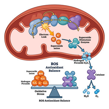 Biological diagram of mitochondrial ROS production, electron leak, superoxide dismutase enzyme pathway, hydrogen peroxide neutralization by catalase, and oxidative stress balance scale.