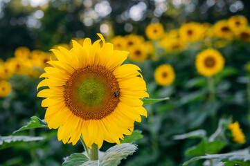 Obraz premium Close up of a bee pollinating a beautiful yellow sunflower