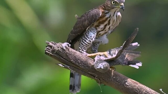 Crested goshawk plucks feathers from its prey on a tree branch