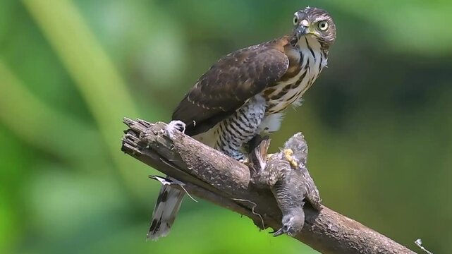 Crested goshawk feeds on a smaller bird on a branch