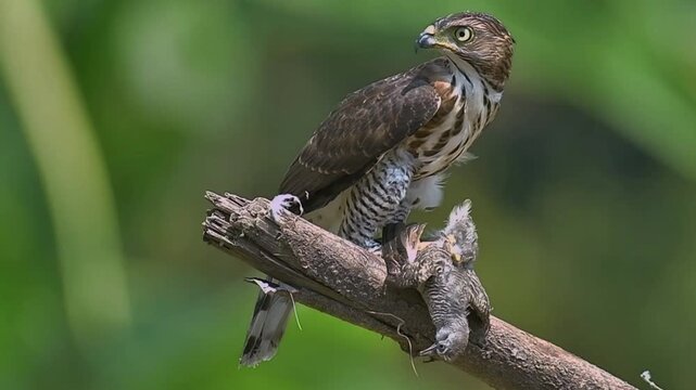 Crested Goshawk eating a smaller bird on a branch