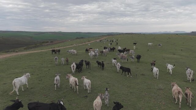A large herd of cattle roams across green rolling hills