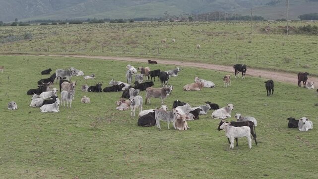 A large herd of zebu cattle resting in a green pasture