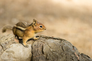 Naklejka premium GoldenMantled Ground Squirrel Perched on Weathered Log in Soft