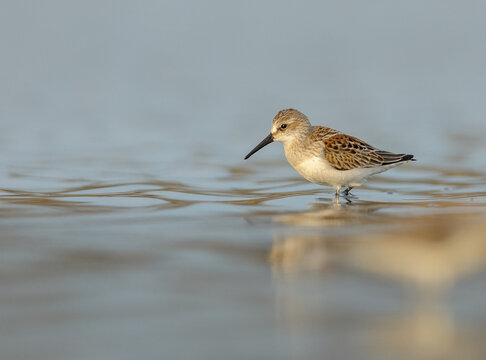 Dunlin Wading in Shallow Water With Soft Reflection at Sunrise