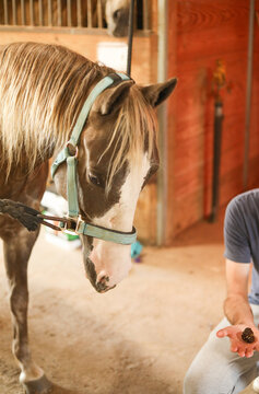Man offering a treat to a gentle horse in a barn