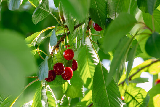 Ripe red cherries hanging on branch, cherry picking season