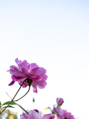 Obraz premium Low angle view of purple roses blooming against a bright sky