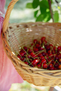 Wicker basket brimming with freshly picked cherries in orchard