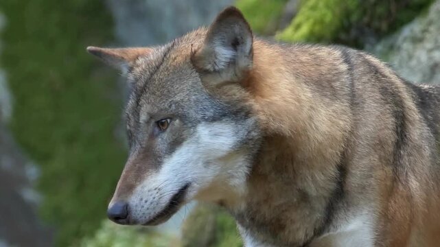 Gray Wolf Close Up Portrait in Mossy Forest