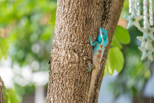 Vibrant Blue crested Lizard Climbing on Tree Trunk