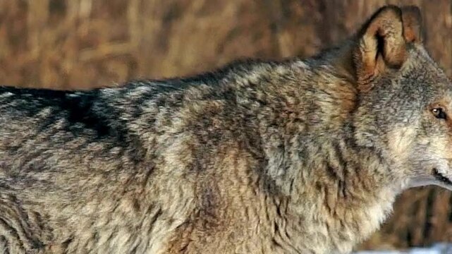 Gray Wolf Portrait in Autumn Grassland