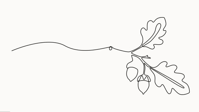 Abstract acorns on an oak branch, Self drawing animation one continuous line draw, Simple Line Art Drawing of an Acorn, Oak Illustration,  Full-length single-line animation