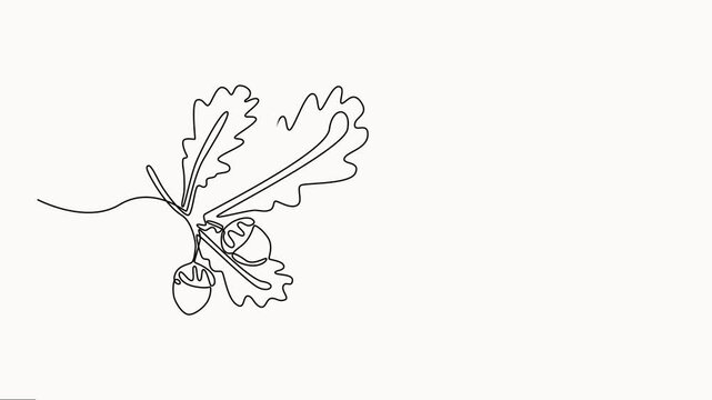 Abstract acorns on an oak branch, Self drawing animation one continuous line draw, Simple Line Art Drawing of an Acorn, Oak Illustration,  Full-length single-line animation