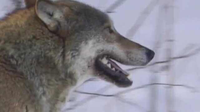 Gray Wolf Panting in Winter Snow Side Profile