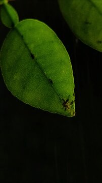 Clear rain drop hanging from textured citrus leaf tip Vertical Video 2160p 24fps