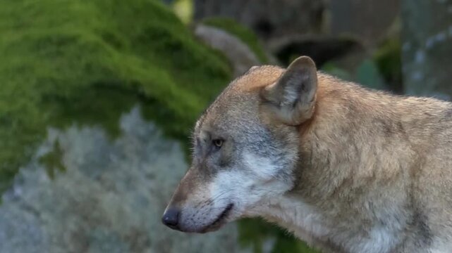Gray Wolf in Mossy Forest Close Up