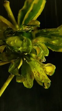 Vibrant variegated euonymus bush under night rain shower Vertical Video 2160p 24fps