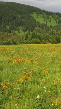 Vertical video of Altai landscape with meadow of Trollius flowers (Asian globeflower).