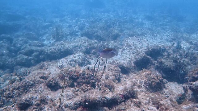 Marine Life and Ocean: 4K Underwater Video of a Caribbean Reef Squid Hovering Over a Coral Reef in Key Largo, Florida