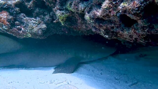 Marine Life and Ocean: 4K Close-Up of a Nurse Shark Resting and Sheltering Under a Coral Rock Ledge in Key Largo, Florida