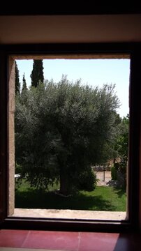 A centenary olive tree fills the garden view as swallows dart back and forth outside a window