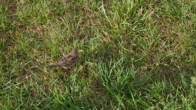 Small brown sparrow hops across bright green lawn grass, pausing to peck between the blades in soft overcast daylight.