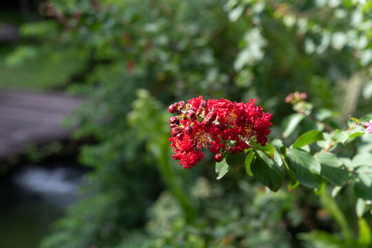Vibrant red crape myrtle flowers blooming leafy branch unopened buds lush green foliage peaceful tropical garden