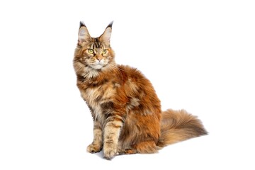 Fototapeta premium Orange tabby Maine Coon cat sitting sideways with tail isolated on white background