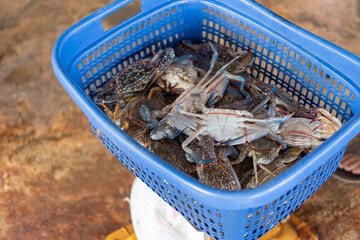 Fresh blue swimming crabs tied packed blue basket for sale at local seafood market showing raw shellfish harvest commercial fishery produce © JP.Studio
