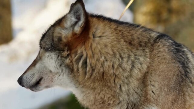 Gray Wolf Close Up Portrait in Snowy Forest