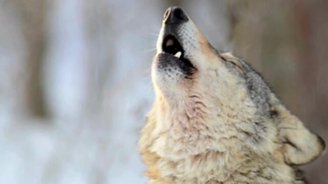 Gray Wolf Howling Close Up in Snowy Forest