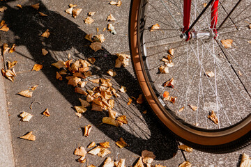 Close-up of a bicycle wheel with a strong shadow on an asphalt path covered with dry autumn leaves. Autumn cycling season, nostalgic lifestyle, urban recreation, and golden October concept. © MarijaBazarova