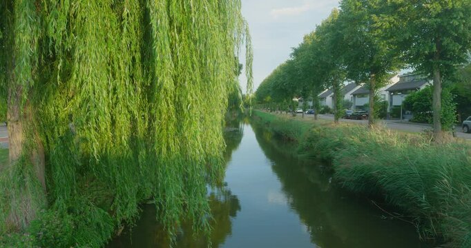 Lush willow trees frame narrow canal waterway bordered by residential houses and lush greenery forest Netherlands Europe